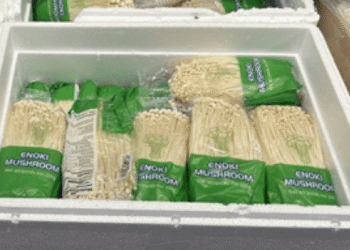 리스테리아 오염 우려로 버섯 리콜