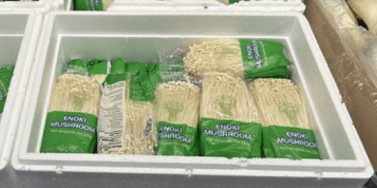 리스테리아 오염 우려로 버섯 리콜